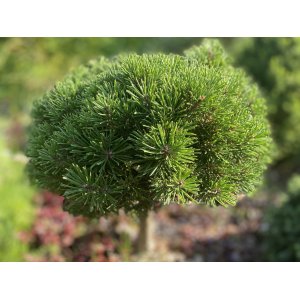 Borovica čierna (Pinus nigra) ´MARIE BREGEON´® – výška 100-110 cm, kont. C4L  - NA KMIENKU